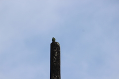 Forpus conspicillatus