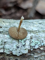 Simocybe