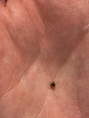Gibbium aequinoctiale