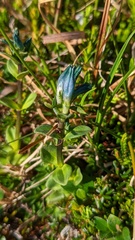 Gentiana glauca