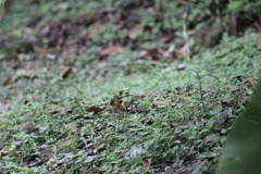 Myiothlypis fulvicauda