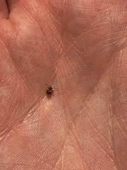 Gibbium aequinoctiale