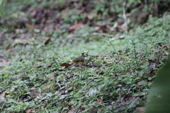 Myiothlypis fulvicauda