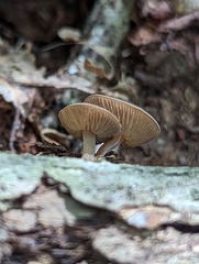 Simocybe