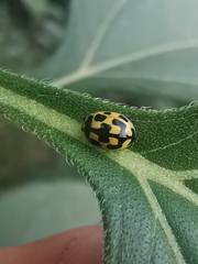 Propylea quatuordecimpunctata