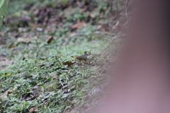 Myiothlypis fulvicauda