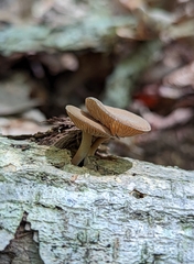 Simocybe