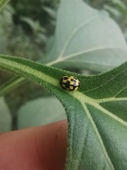 Propylea quatuordecimpunctata