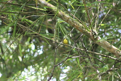 Basileuterus delattrii