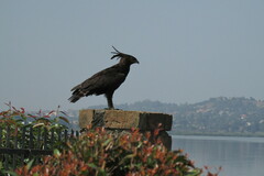 Lophaetus occipitalis