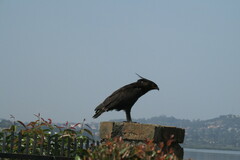 Lophaetus occipitalis