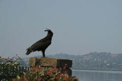 Lophaetus occipitalis