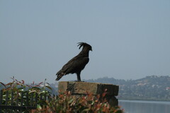 Lophaetus occipitalis