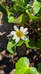 Caltha leptosepala