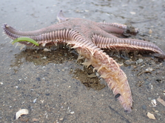 Astropecten armatus