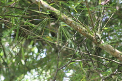 Basileuterus delattrii