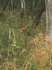 Platycercus eximius