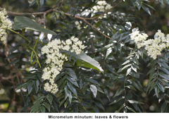 Micromelum minutum