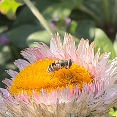 Eristalis arbustorum
