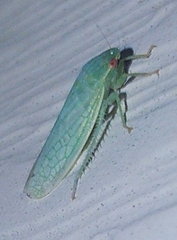 Gyponini