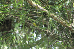 Basileuterus delattrii