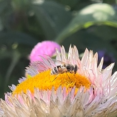 Eristalis arbustorum