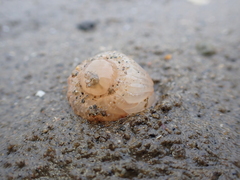 Harenactis attenuata