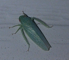Gyponini