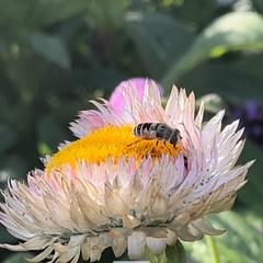 Eristalis arbustorum