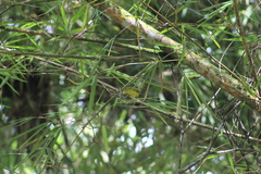 Basileuterus delattrii