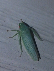 Gyponini