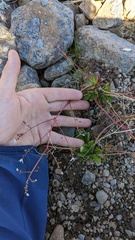 Micranthes ferruginea