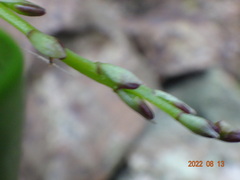 Dendrobium gracilicaule howeanum