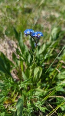 Myosotis asiatica