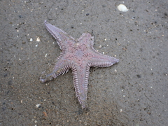 Astropecten armatus