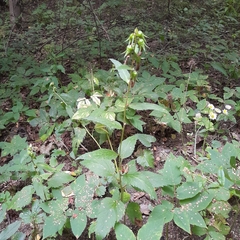 Campanula latifolia