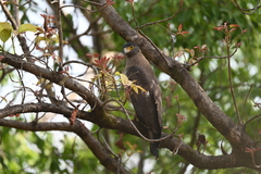 Spilornis cheela