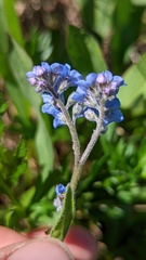 Myosotis asiatica