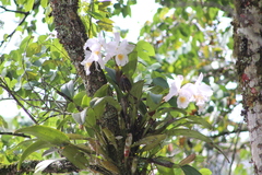 Cattleya schroederae