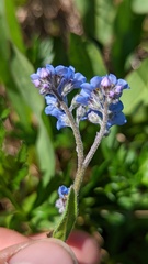 Myosotis asiatica
