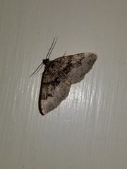 Xanthorhoe lacustrata