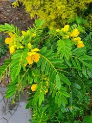 Senna multiglandulosa