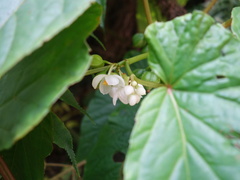 Begonia longifolia