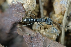 Ectomomyrmex javanus