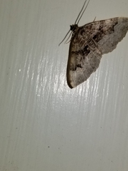 Xanthorhoe lacustrata