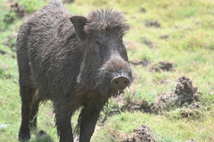 Sus scrofa cristatus