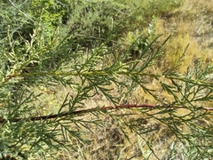 Tamarix