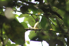 Lepidothrix velutina