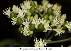 Micromelum minutum