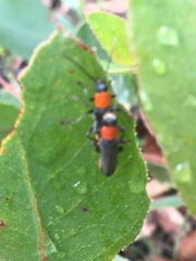 Chauliognathus tricolor